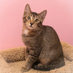 Abyssinian Cats for Sale: How to Find a Happy and Healthy Companion\